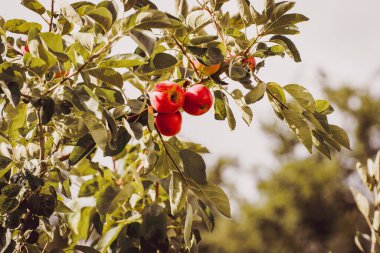 Bir Şube Üzerinde Organik Elmaların Yakın Çekimi