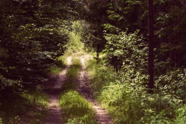 Güneşli bir günde Büyülü Orman Yolu