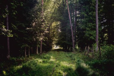 Güneşli bir günde Büyülü Orman Yolu