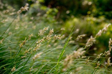 Yaz Çayırı Çimlerinin Kapanışı