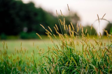 Yaz Çayırı Çimlerinin Kapanışı
