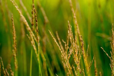 Yaz Çayırı Çimlerinin Kapanışı