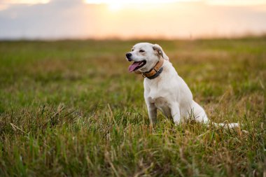Golden Hour on Fields 'da Mutlu Labrador Tipi Köpekleri