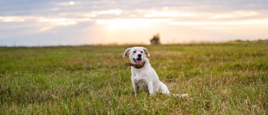 Golden Hour on Fields 'da Mutlu Labrador Tipi Köpekleri