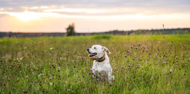 Golden Hour on Fields 'da Mutlu Labrador Tipi Köpekleri