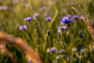 Yazın Çayırdaki Yabani Çiçeklerin Yakın Çekimi