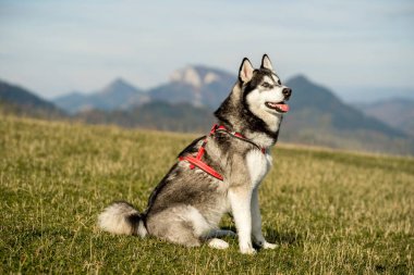 Doğadaki Sibirya Husky 'sinin Portresi