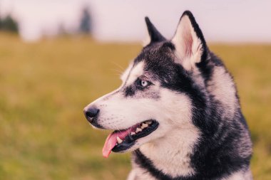 Doğadaki Sibirya Husky 'sinin Portresi