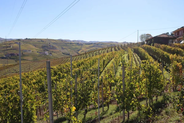 Alba Włochy Listopada 2022 Piękne Wzgórza Winnice Sezonie Jesiennym Otaczające — Zdjęcie stockowe