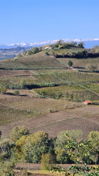 Alba Italien November 2022 Schöne Hügel Und Weinberge Während Der — Stockfoto