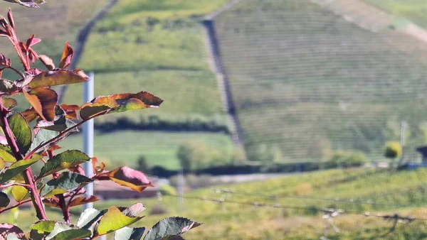 Alba Włochy Listopada 2022 Piękne Wzgórza Winnice Sezonie Jesiennym Otaczające — Zdjęcie stockowe