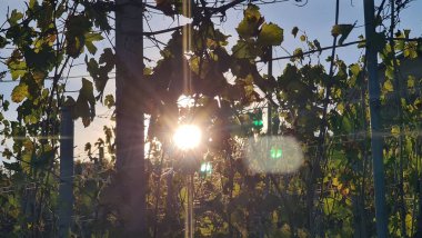 Alba, İtalya-5 Kasım 2022: Alba köyünü çevreleyen sonbahar mevsimi boyunca güzel tepeler ve üzüm bağları. Cuneo yakınlarındaki küçük köylerden güzel doğal manzara.. 