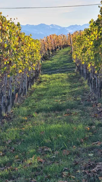 Alba Italy November 2022 Beautiful Hills Vineyards Fall Season Surrounding — Stock Photo, Image