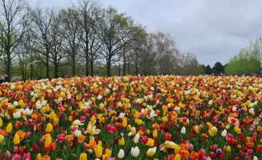 Keukenhof, Hollanda - 24 Nisan 2023: Güzel bahar manzarası, renkli taze laleleri, çiçekleri ve Hollanda yel değirmeniyle ünlü Keukenhof bahçesi.