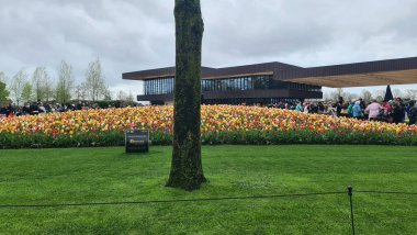 Keukenhof, Hollanda - 24 Nisan 2023: Güzel bahar manzarası, renkli taze laleleri, çiçekleri ve Hollanda yel değirmeniyle ünlü Keukenhof bahçesi.