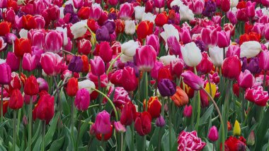 Keukenhof, Hollanda - 24 Nisan 2023: Güzel bahar manzarası, renkli taze laleleri, çiçekleri ve Hollanda yel değirmeniyle ünlü Keukenhof bahçesi.