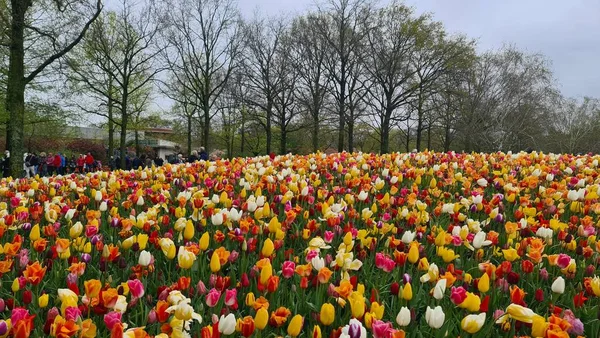Keukenhof Holandia Kwietnia 2023 Piękny Wiosenny Krajobraz Słynny Ogród Keukenhof — Zdjęcie stockowe