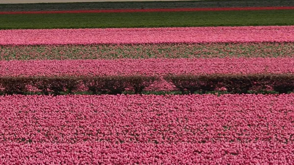 荷兰Keukenhof 2023年4月24日 美丽的春景 著名的Keukenhof花园 背景是五彩缤纷的新鲜郁金香 花卉和荷兰风车 — 图库照片