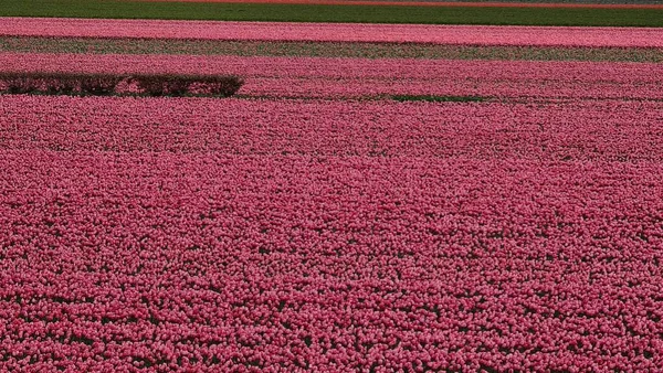 Keukenhof Netherlands April 2023 Beautiful Spring Landscape Famous Keukenhof Garden — Stock Photo, Image