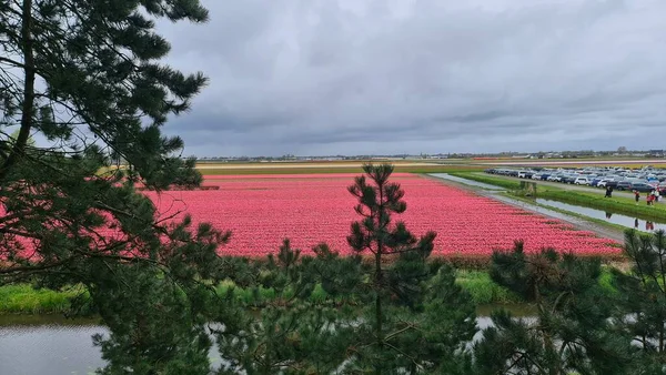 荷兰Keukenhof 2023年4月24日 美丽的春景 著名的Keukenhof花园 背景是五彩缤纷的新鲜郁金香 花卉和荷兰风车 — 图库照片