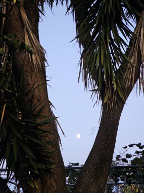 Alba, İtalya - 26 Kasım 2023: Mavi ve pembe gökyüzü ile sonbahar akşamı yükselen güzel dolunay. Az bulutla dağların üzerinde gün batımı.