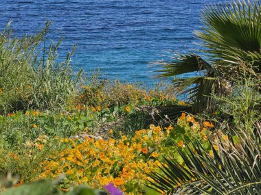 Taggia Arma, İtalya - 11 Mayıs 2025: İlkbaharda ligurian Riviera manzarasına panoramik manzara. Mavi denizin arka planında güzel bahar çiçekleri. İtalyan bahar günleri.