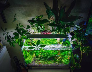 Akvaryumumda güzel bir manzara