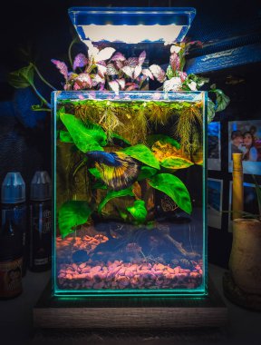 Akvaryumumda güzel bir manzara