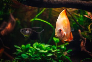 Akvaryumumda güzel bir manzara