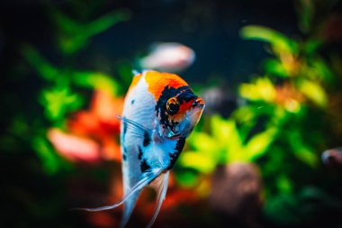 Akvaryumumda güzel melek balığı