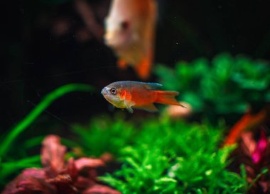 Tankımda makropodus operkülaris var.