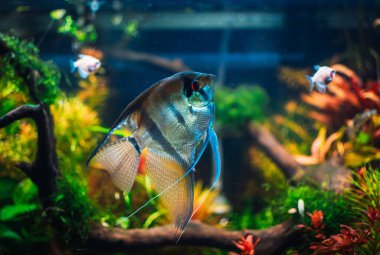 Akvaryumumda güzel melek balığı