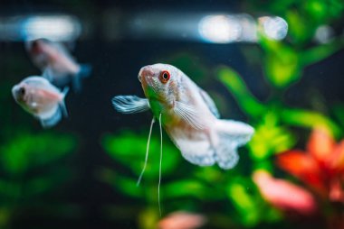 Tankımda trichogaster trichopterus var.