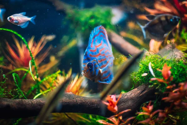 Beautifull View Aquarium — Stock Photo, Image