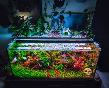 Akvaryumumda güzel bir manzara