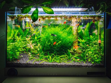 Akvaryumumda güzel bir manzara