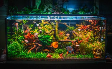 Akvaryumumda güzel bir manzara