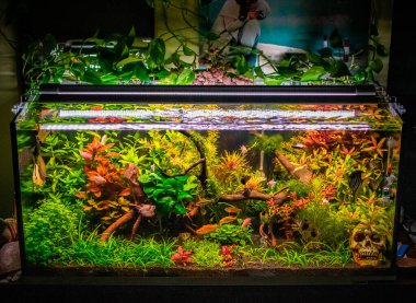 Akvaryumumda güzel bir manzara