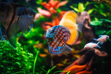 Akvaryumumda güzel bir manzara