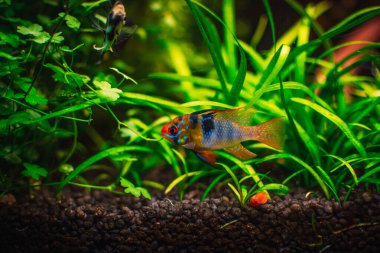 Tankımda bir ramirezi çifti