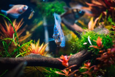 Akvaryumumda güzel bir manzara