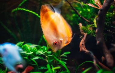 Akvaryumumda güzel bir manzara