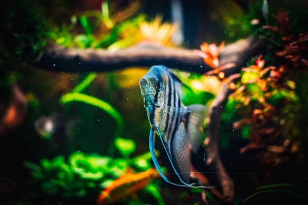 lovely angel fish in my aquarium