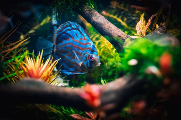 Beautifull View Aquarium — Foto de Stock