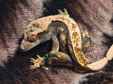 Terariurm 'deki benim güzel armalı kertenkelelerim.