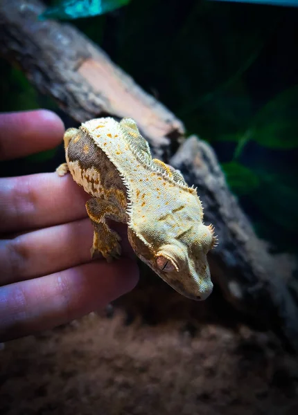 Meus Lindos Geckos Crista Terrariurm — Fotografia de Stock