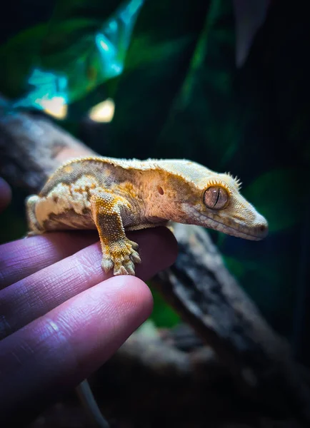 Mis Hermosos Geckos Cresta Terrariurm — Foto de Stock
