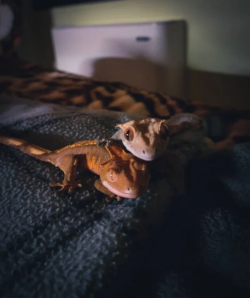 Beautifull Crested Geckos Terrariurm — Stock Photo, Image