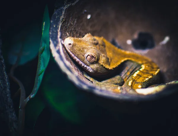 아름답게 아름다운 도마뱀붙이가 — 스톡 사진