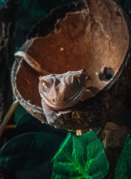 Moje Piękne Czubate Gekony Terrariurm — Zdjęcie stockowe